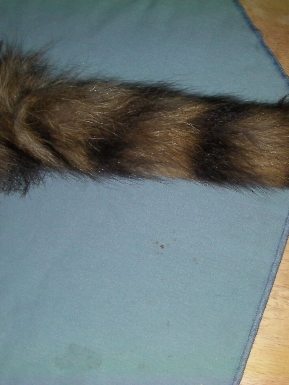 Coonskin Cap, Racoon Tail - Picture 4 of 7